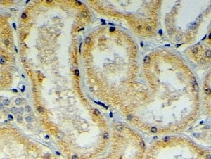 DNAJB9 Antibody