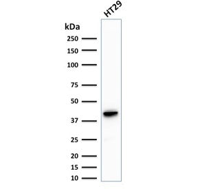 Western blot testing of human HT29 cell lysate with CK20 antibody (clone KRT20/1993). Predicted mole