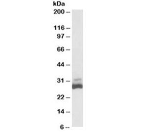 Western blot testing of human liver lysate with SDHB antibody at 0.03ug/ml. Predicted/observed molec