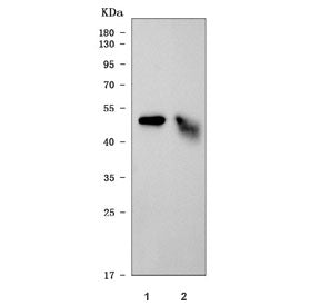 Mat1a Antibody / Methionine adenosyltransferase 1