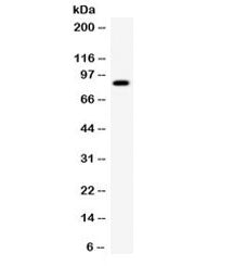 SMURF2 Antibody