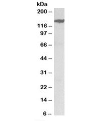 MAST3 Antibody