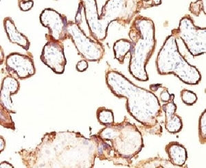 IHC: Formalin-fixed, paraffin-embedded human placenta stained with Placental Alkaline Phosphatase an