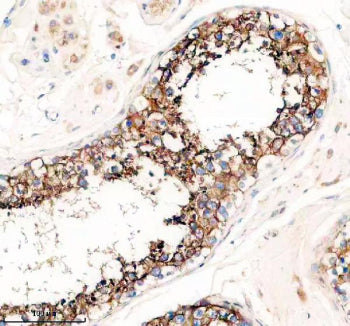 PRND Antibody / Prion-like protein doppel, 100ug