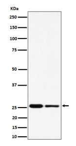 Western blot analysis of PMF1 expression in (1) human HeLa cell lysate; (2) mouse RAW264.7 cell lysa