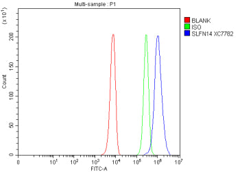 Flow Cytometry analysis of K562 cells using anti-SLFN14 antibody. Overlay histogram showing K562 cel