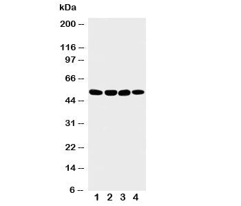 Matrilin 3 Antibody