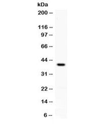 Western blot testing of mouse brain lysate with PD-L1 antibody at 0.5ug/ml. Expected molecular weigh