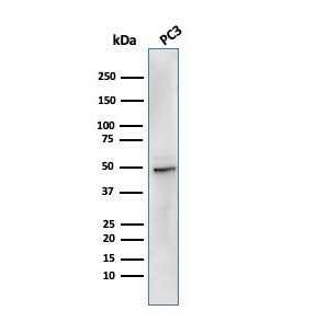 Western blot testing of human PC-3 cell lysate with recombinant ODC1 antibody. Predicted molecular w
