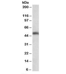 Western blot testing of human cerebellum lysate with SEC61 antibody at 0.3ug/ml. Predicted molecular