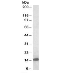 Western blot testing of rat pancreas lysate with Galectin 1 antibody at 0.5ug/ml. Predicted/observed