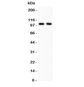 Western blot testing of GLUR1 antibody and Lane 1: rat brain; 2: mouse brain lysate. Predicted molec