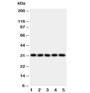 LOX-1 Antibody