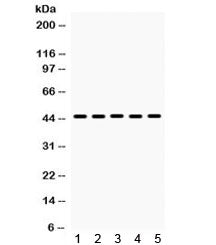 BMP4 Antibody