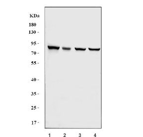 Western blot testing of 1) human A549, 2) monkey COS-7, 3) human HeLa and 4) human MCF7 cell lysate 