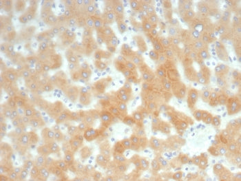 IHC staining of FFPE human liver tissue with RBP4 antibody (clone RBP4/8090R). HIER: boil tissue sec