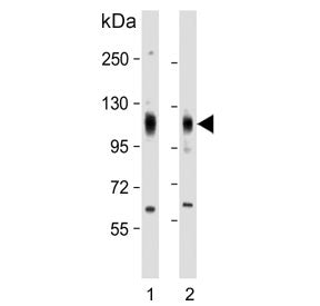 Western blot testing of human 1) HeLa and 2) NCI-H460 cell lysate with EphA4 antibody. Expected mole