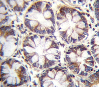 IHC testing of FFPE human rectum tissue with SLC36A1 antibody. HIER: steam section in pH6 citrate bu