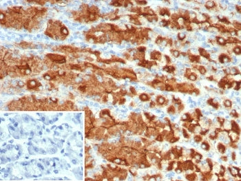 IHC staining of FFPE human stomach tissue with recombinant MUC1 antibody (clone r115D8). Inset: PBS 