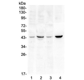 Western blot testing of 1) rat brain, 2) rat heart, 3) mouse brain and 4) mouse heart lysate with SO