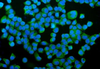 PDI Antibody / P4HB