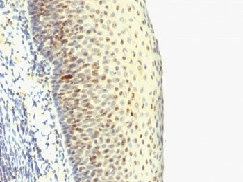 IPO-38 Antibody