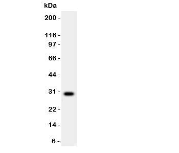 MMP7 Antibody