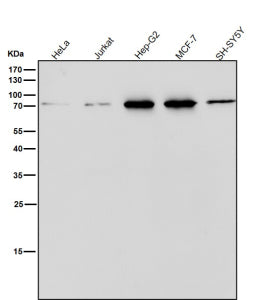 Western blot testing of human samples using the PDIA4 antibody at 1:1000 dilution for 1 hour at room