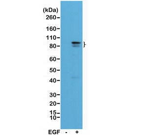 Western blot of A431 cell lysate, untreated (-) or treated (+) with EGF, using recombinant phospho-S