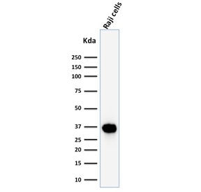 Western blot testing of human Raji cell lysate with BOB1 antibody (clone BOB1/2425). Predicted molec