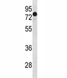 GATAD2A antibody western blot analysis in HeLa lysate