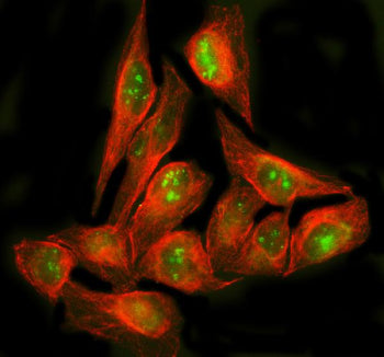 Immunofluorescent staining of POLR1E using anti-POLR1E antibody (green) and anti-Beta Tubulin antibo