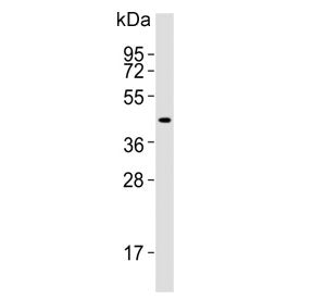 INDOL1 Antibody / IDO2