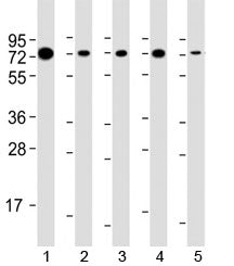 Western blot testing of human 1) Raji, 2) HeLa, 3) Daudi, 4) HT-29 and 5) mouse NIH3T3 cell lysate w