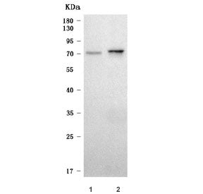 SLC6A18 Antibody / XTRP2