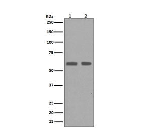 Western blot testing of human 1) HaCat and 2) HepG2 cell lysate with Cyclin B1 antibody. Predicted m
