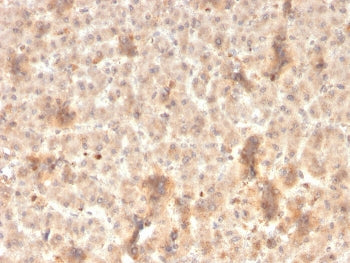 Secretory Component p85 Antibody / ECM1