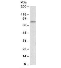 Western blot testing of mouse thymus lysate with Cd97 antibody at 0.3ug/ml. Predicted molecular weig