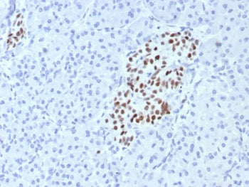 IHC staining of FFPE human pancreas tissue with IA1 antibody (clone INSM1/7992R). HIER: boil tissue 