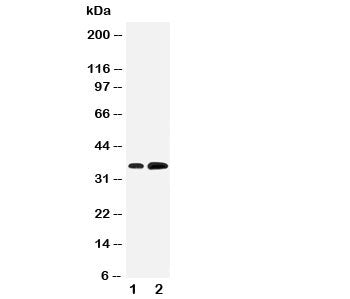 KLF3 Antibody