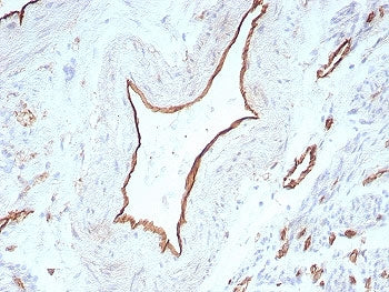 CD31 Antibody / PECAM-1