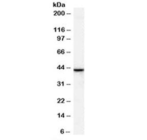 Western blot testing of human breast lysate with ERLIN2 antibody at 1ug/ml. Predicted molecular weig
