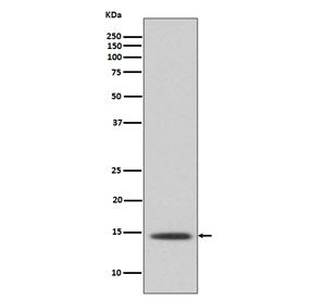 Western blot testing of human A431 cell lysate with Histone H2B antibody. Predicted molecular weight