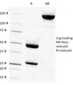 SDS-PAGE Analysis of Purified, BSA-Free CD14 Antibody (clone LPSR/927). Confirmation of Integrity an