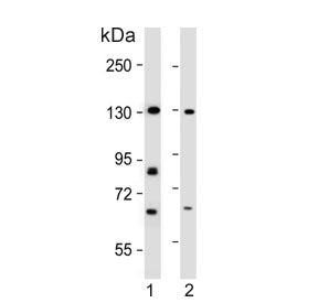 Western blot testing of human 1) K562 and 2) HEK293 cell lysate with Rubicon antibody. Expected mole