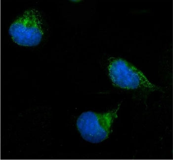 ERAB Antibody