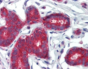 IHC testing of FFPE human breast tissue with PTCH1 antibody at 3.75ug/ml. HIER: steamed with pH6 cit