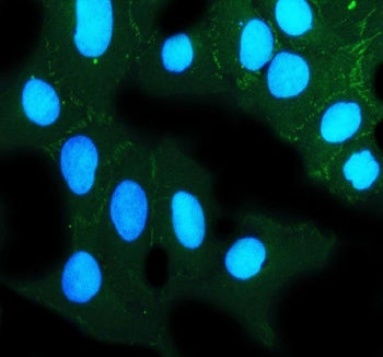 Immunofluorescent staining of FFPE human U-2 OS cells with ZO-2 antibody (green) and DAPI nuclear st