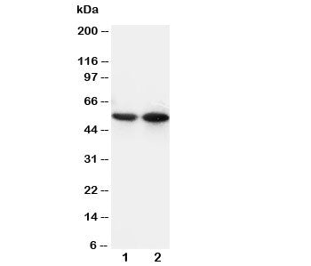 CD14 Antibody