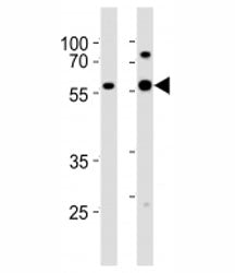 GATA6 Antibody